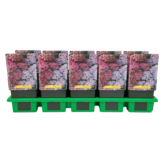 Achillea mil. Rainbow Ending Blue 25cm 11cm Pot