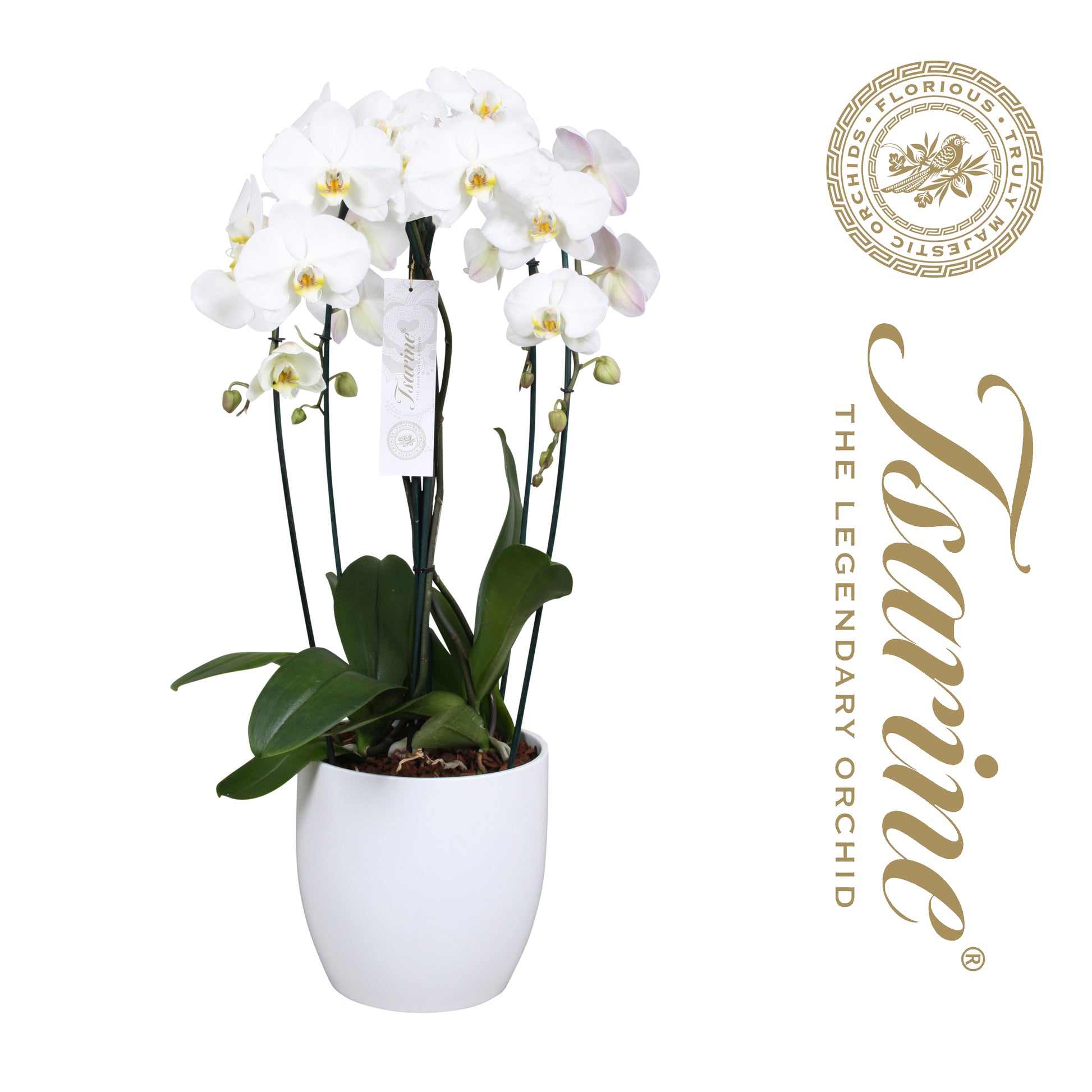 Phalaenopsis white 80cm 25cm Pot