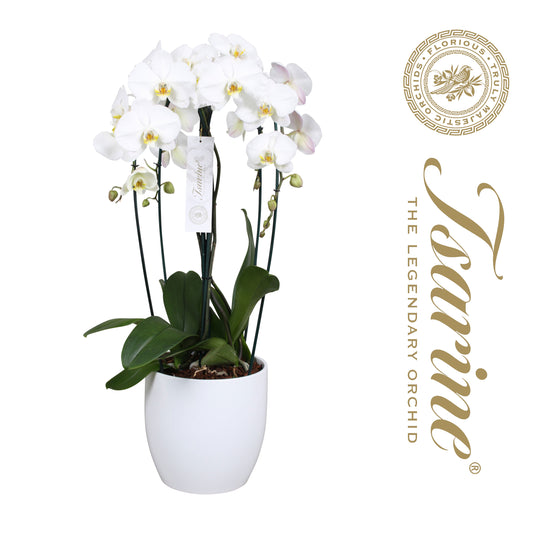 Phalaenopsis white 80cm 25cm Pot