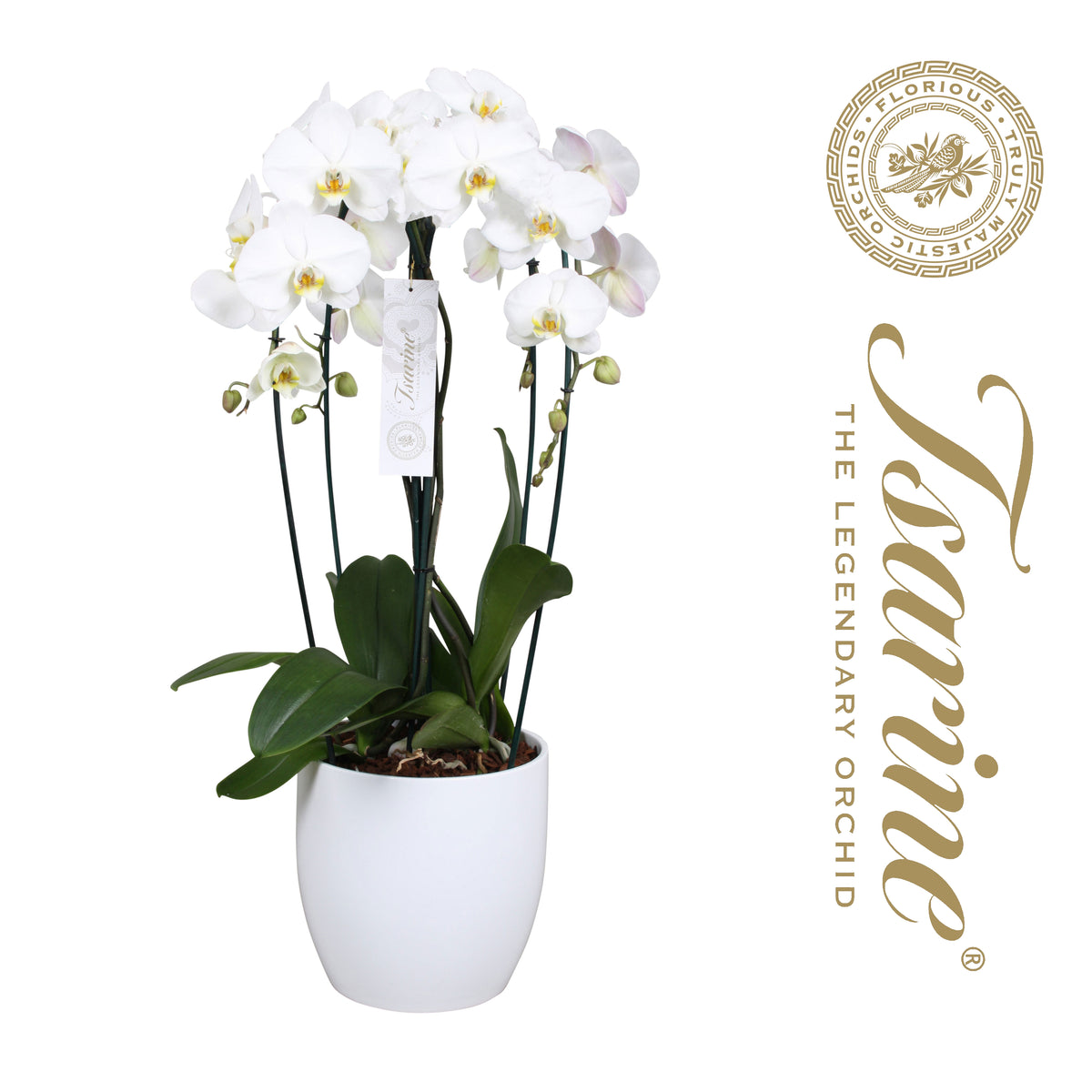 Phalaenopsis white 80cm 25cm Pot