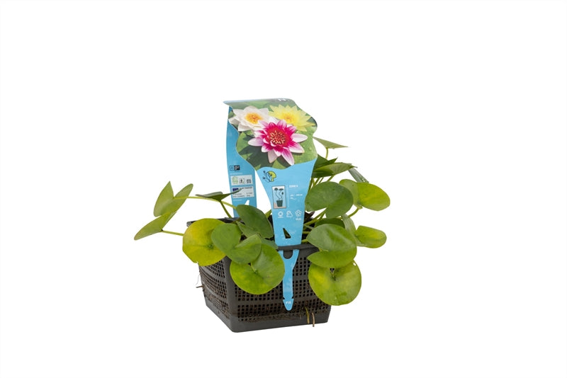 Waterplkw R. Moerings Nymphaea mix trio Pack of 2