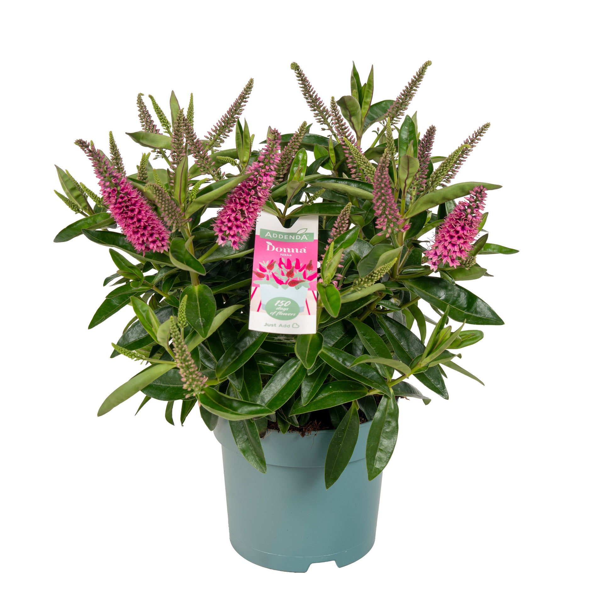 Hebe Hebedonna Nikka 35cm 15cm Pot