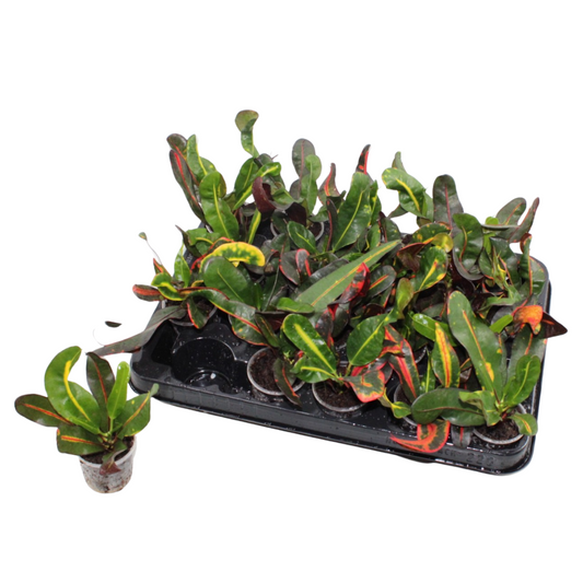 Codiaeum Mammi 12cm 6cm Pot