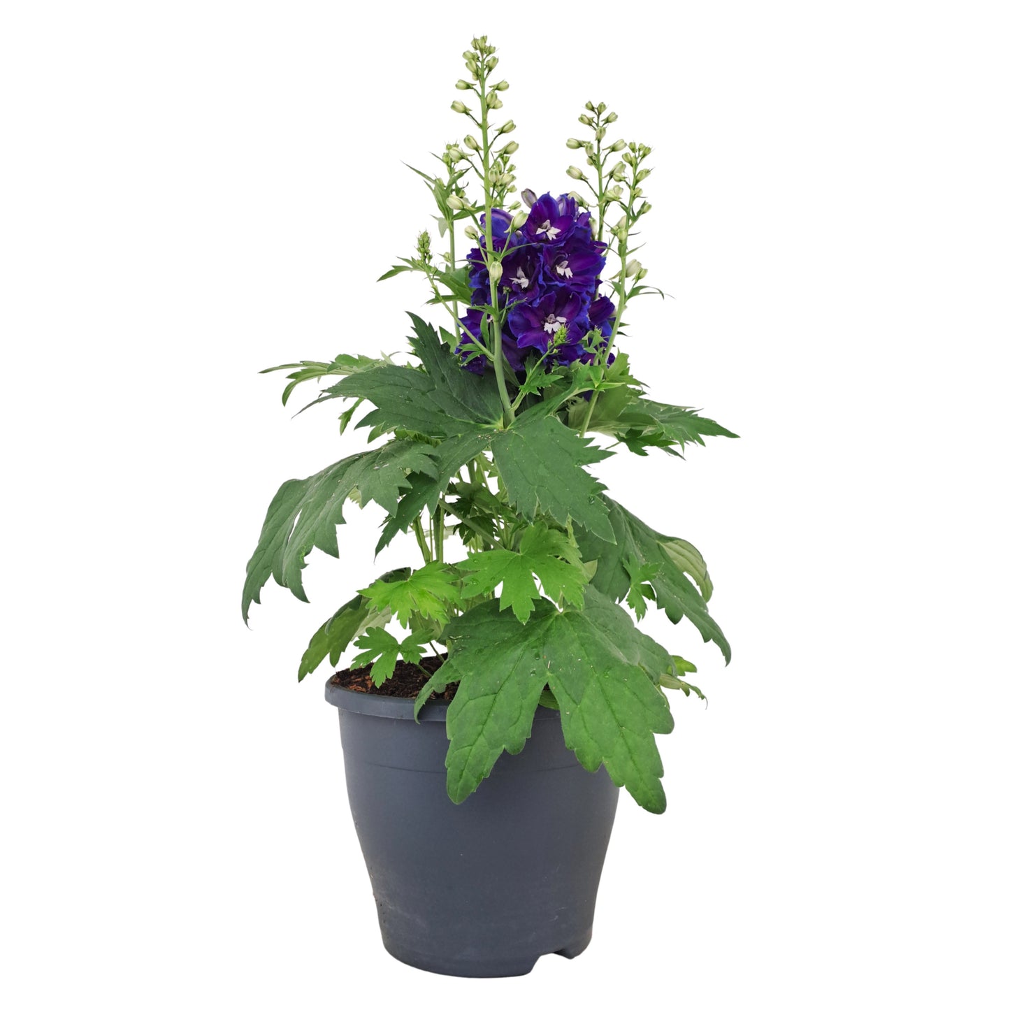 Delphinium Delgenius Glitzy 45cm 23cm Pot