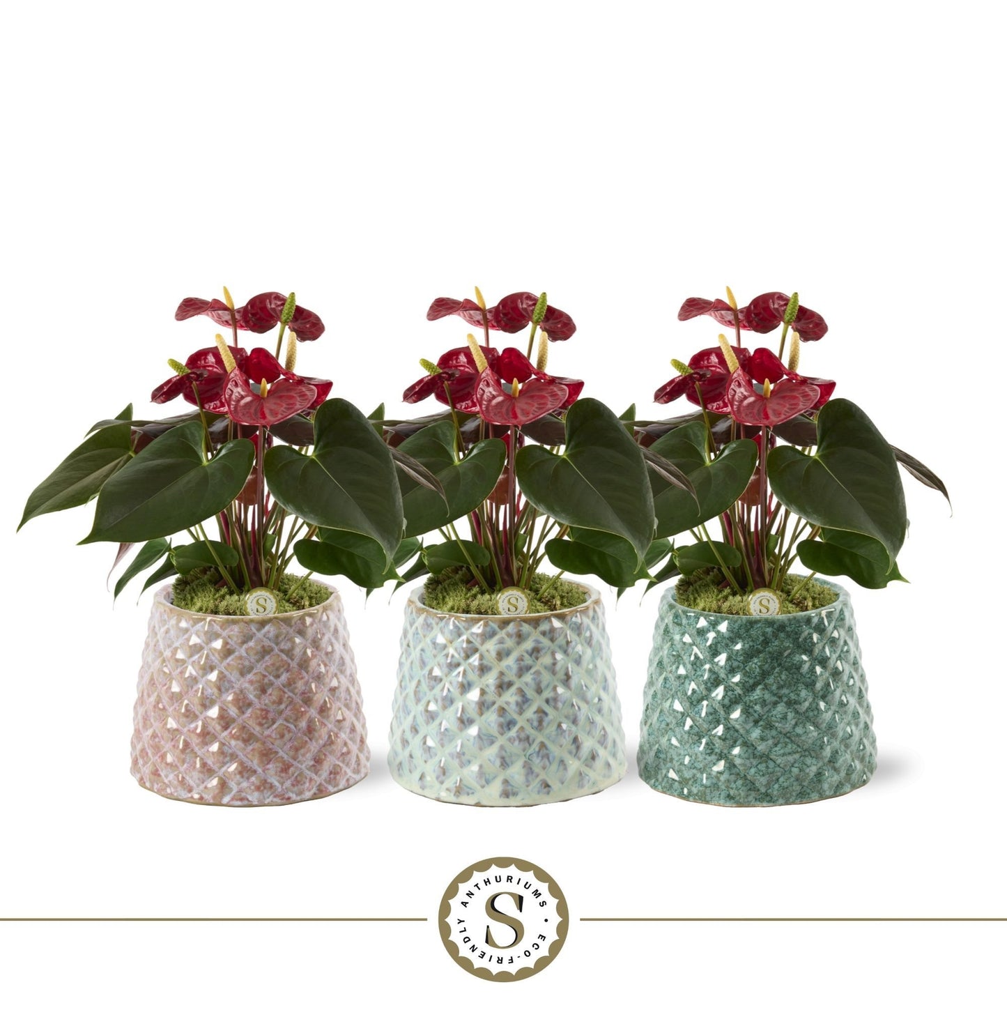 Stolk Brothers BV Anthurium Coral Champion Pack of 3