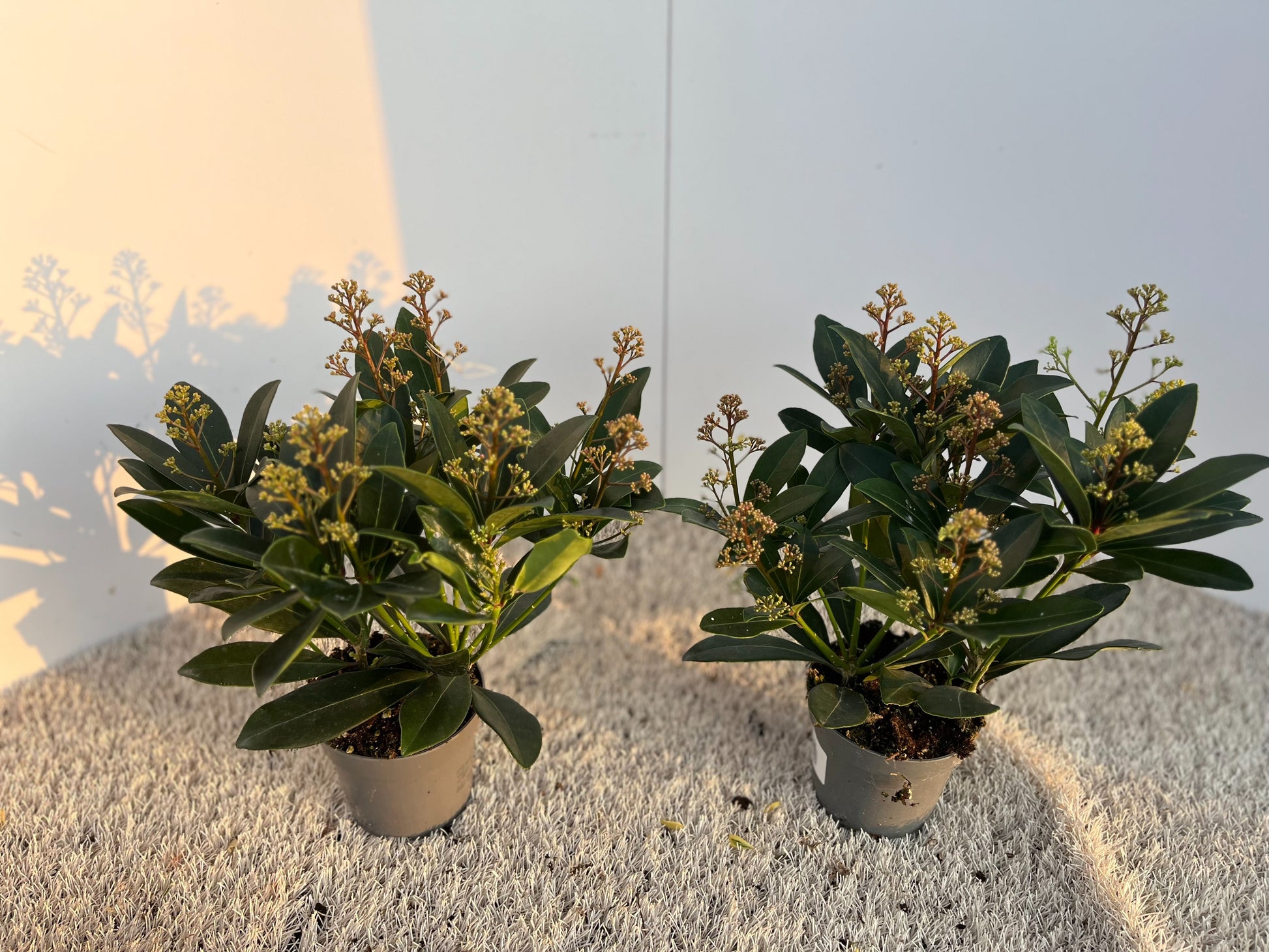 Skimmia japonica Rubella 325cm 11cm Pot