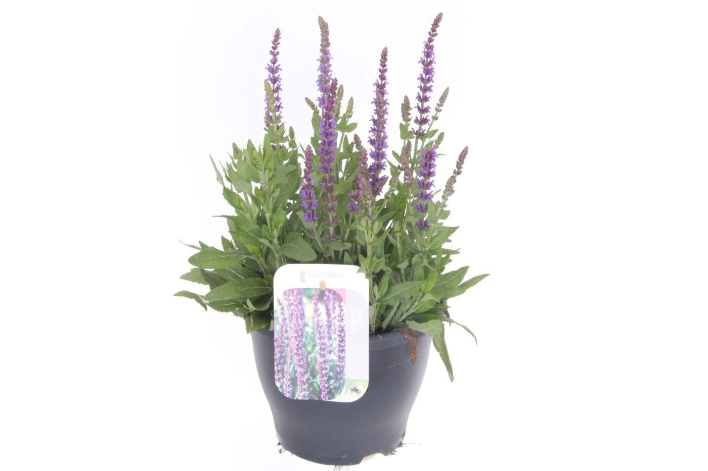 Salvia nem. Ostfriesland 45cm 23cm Pot