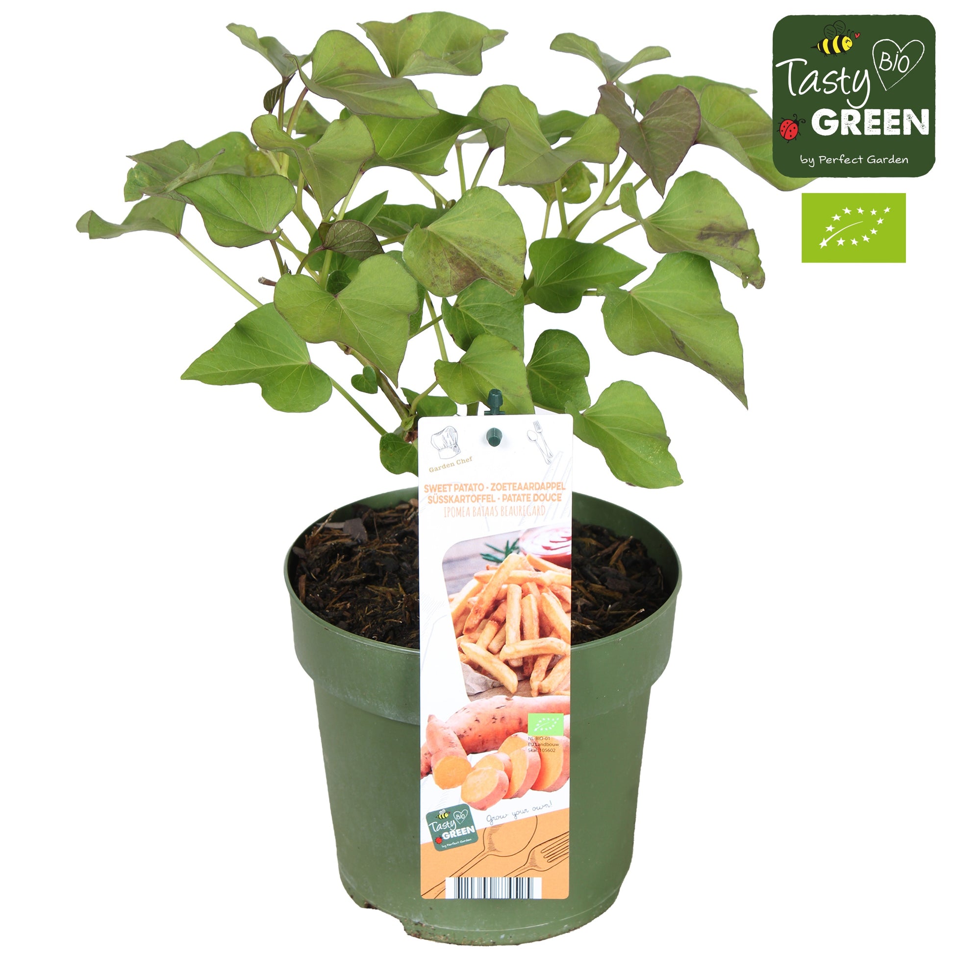 Ipomoea batatas Sweet Potato Beauregard 30cm 14cm Pot