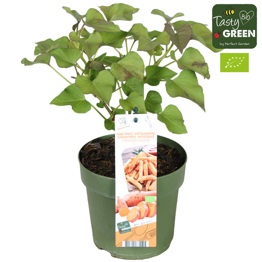 Ipomoea batatas Sweet Potato Beauregard 30cm 14cm Pot