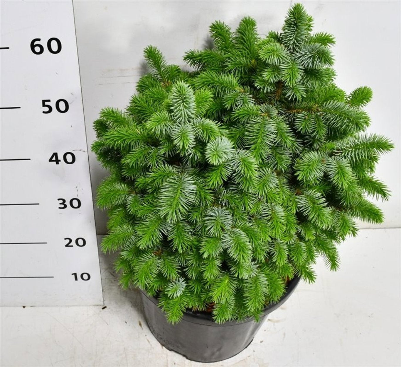 Picea 70cm 38cm Pot