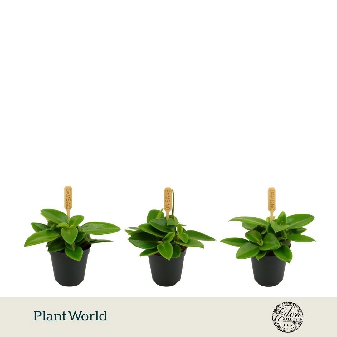 Peperomia Pixie 10cm 5.5cm Pot