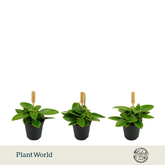 Peperomia Pixie 10cm 5.5cm Pot