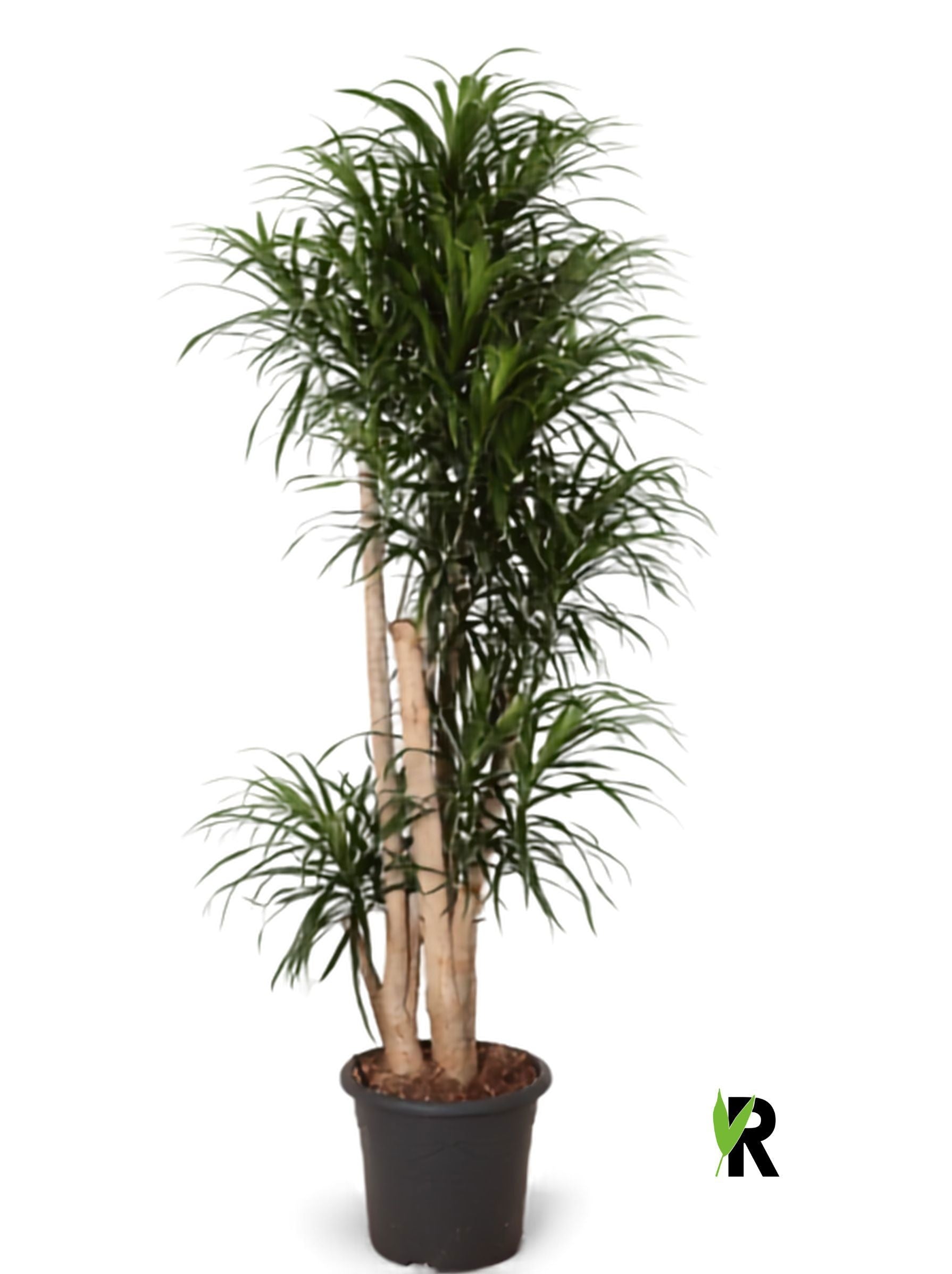 Dracaena ref. Anita 170cm 32cm Pot