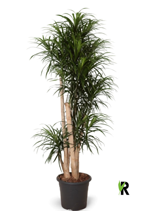 Dracaena ref. Anita 170cm 32cm Pot