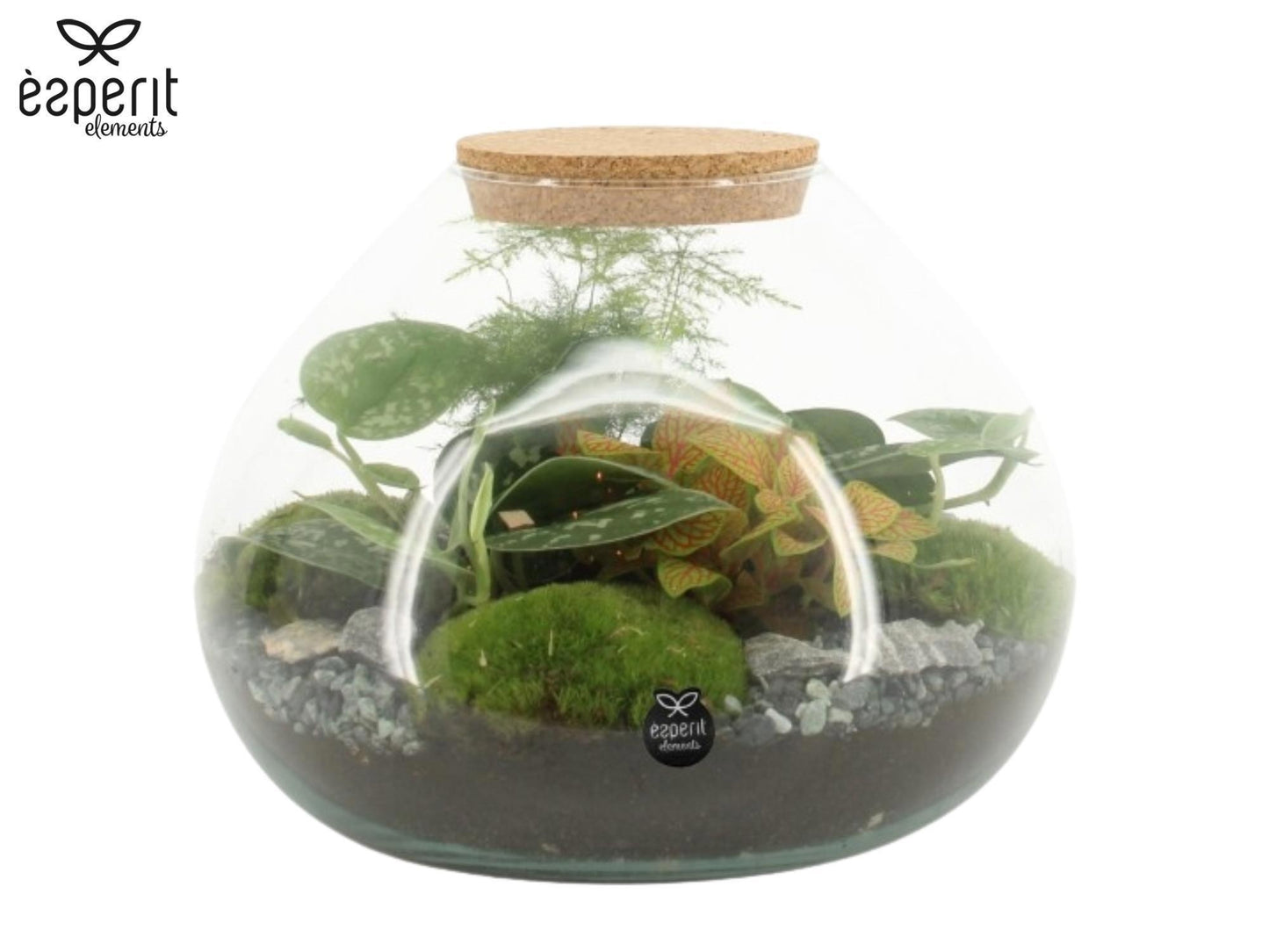 Glass Terrarium 20cm 25cm Pot