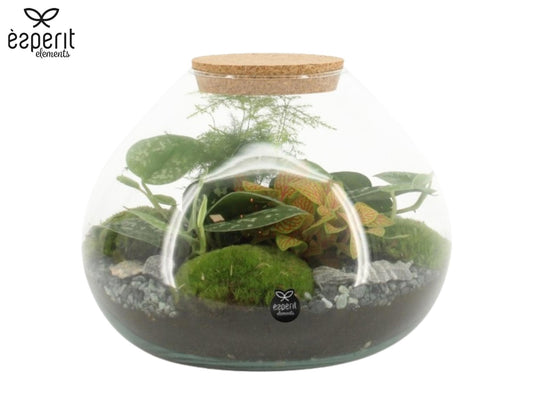 Glass Terrarium 20cm 25cm Pot