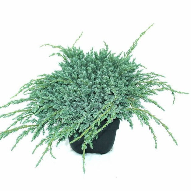 Juniperus Blue Carpet 35cm 17cm Pot