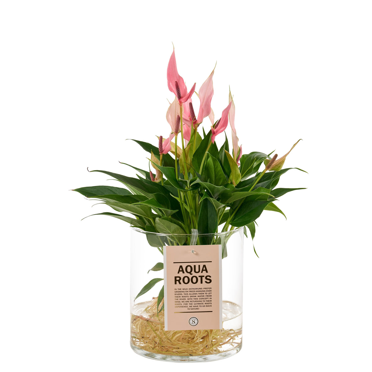 Anthurium Lilli 40cm 12cm Pot