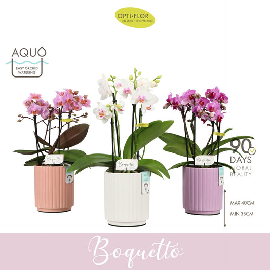 Phalaenopsis Boquetto mix 35cm 12cm Pot