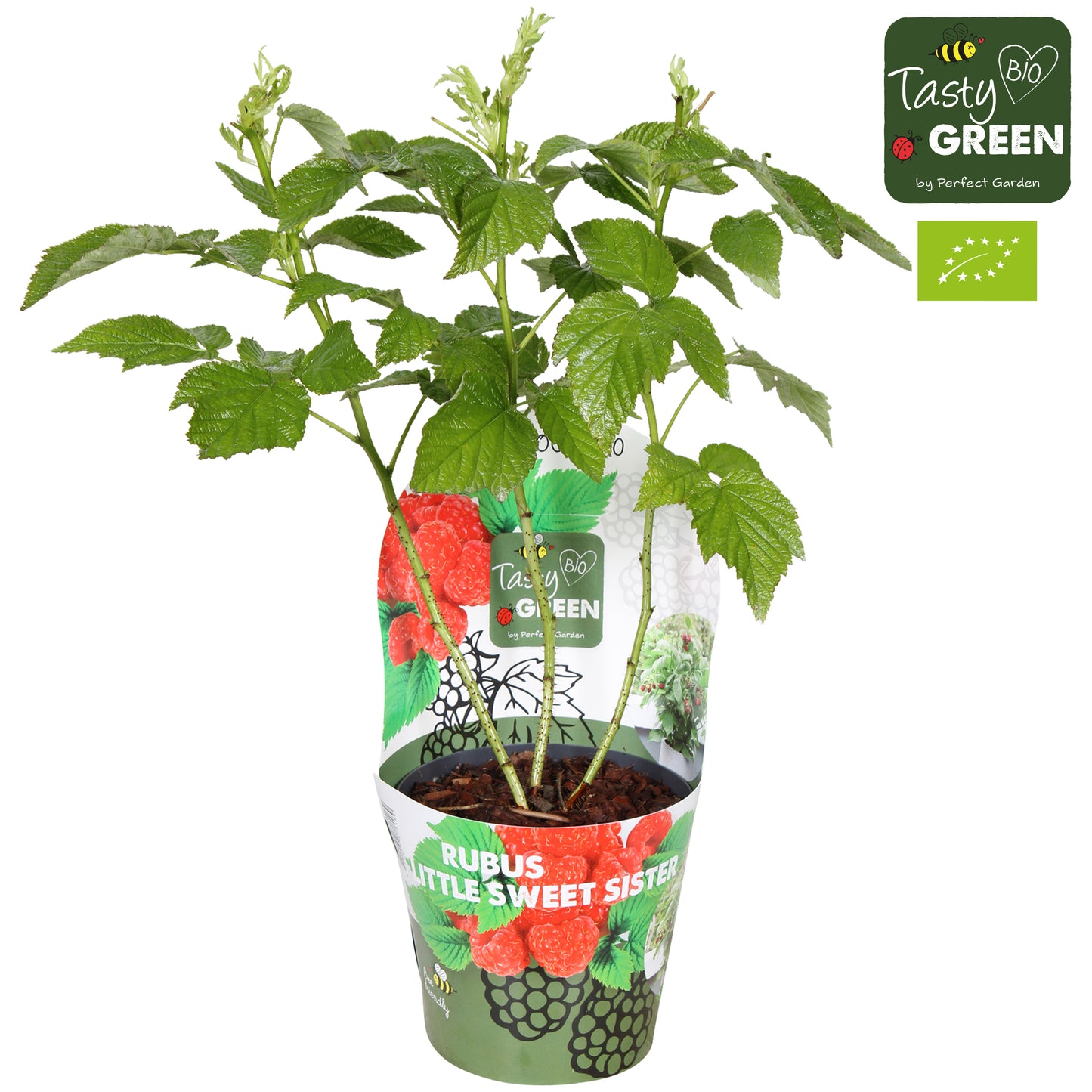 rubus-idaeus-raspberry-40cm-14cm-pot