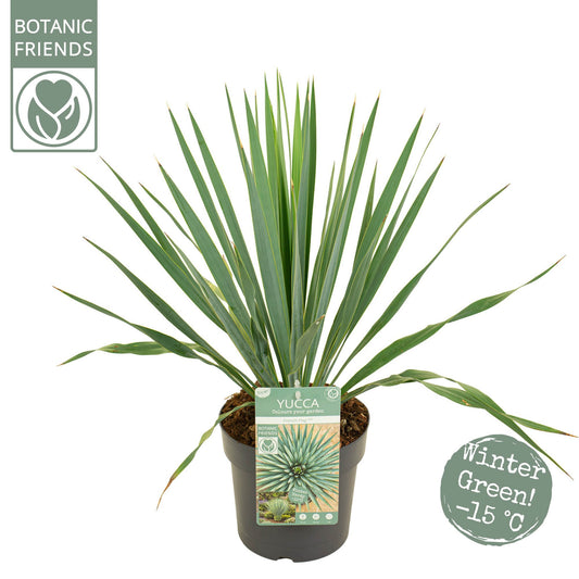 Yucca filamentosa 60cm 19cm Pot