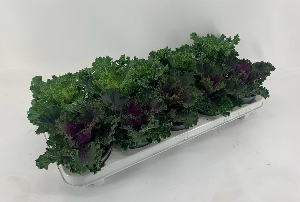 Brassica ole. curly mix 20cm 510cm Pot