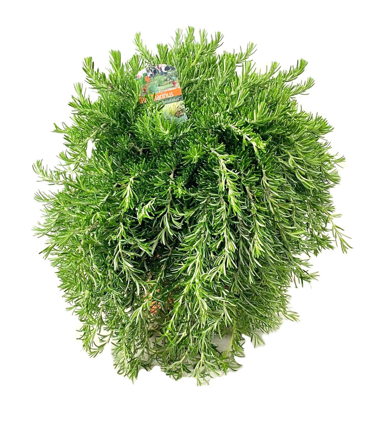 Rosmarinus officinalis Prostratus 45cm 24cm Pot