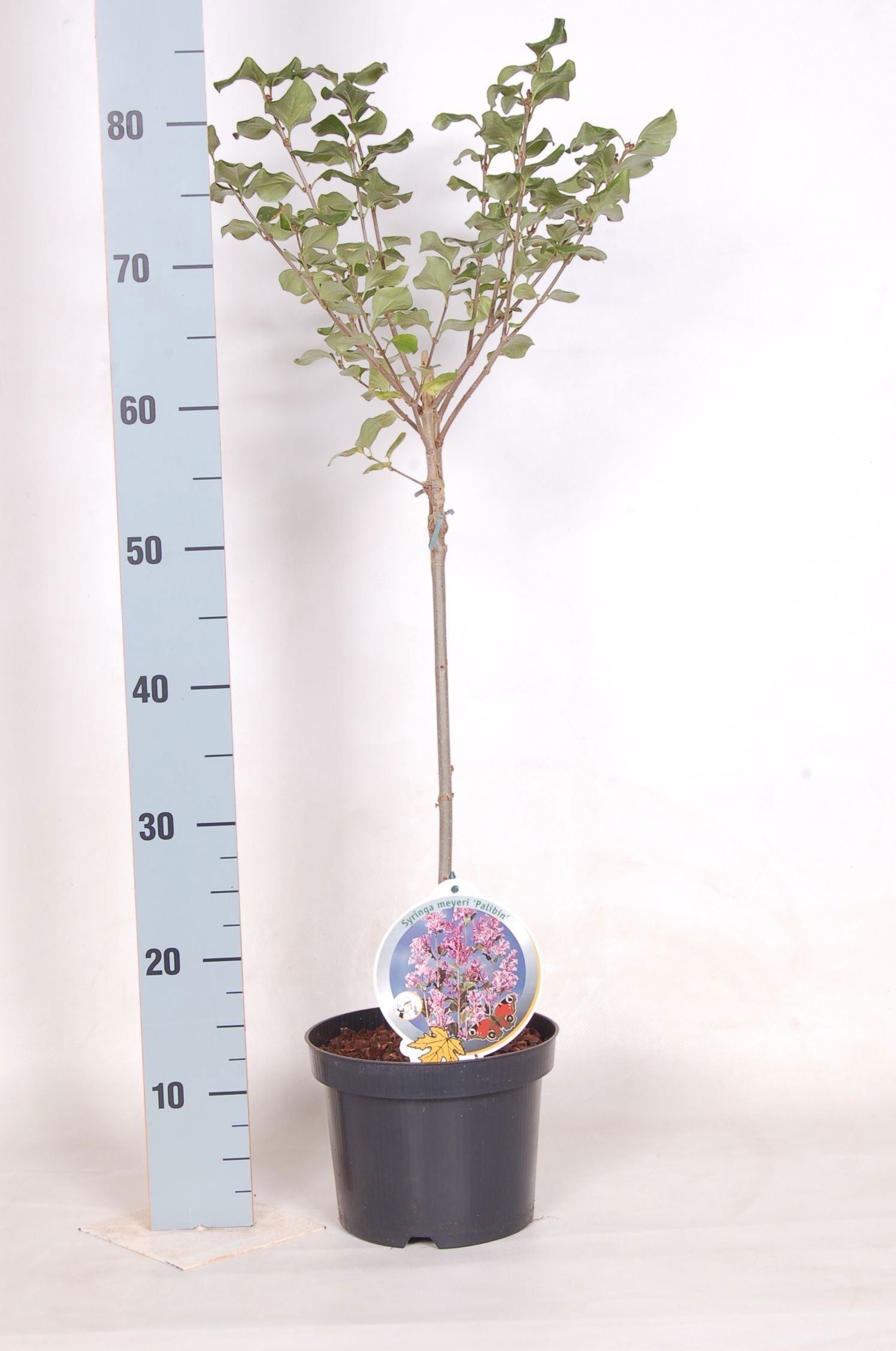 Syringa meyeri Palibin 100cm 19cm Pot