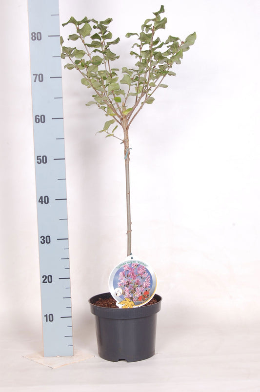 Syringa meyeri Palibin 100cm 19cm Pot