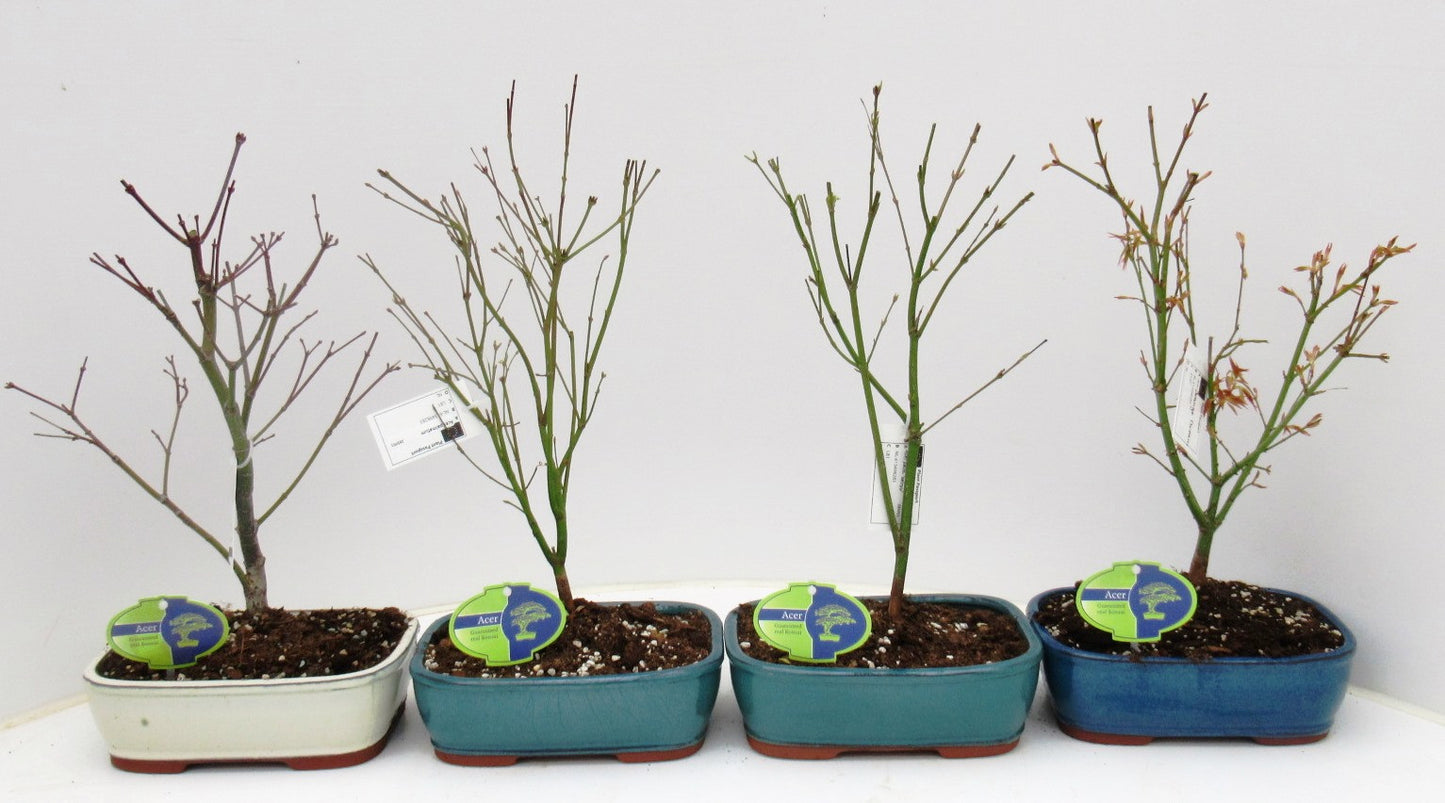 Bonsai mix (outdoor) 35cm 21cm Pot