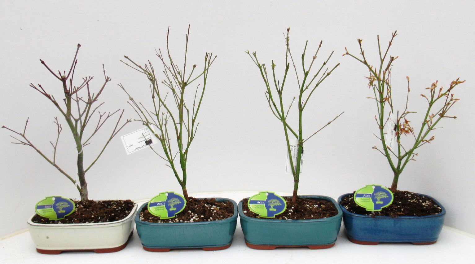 Bonsai mix (outdoor) 35cm 21cm Pot