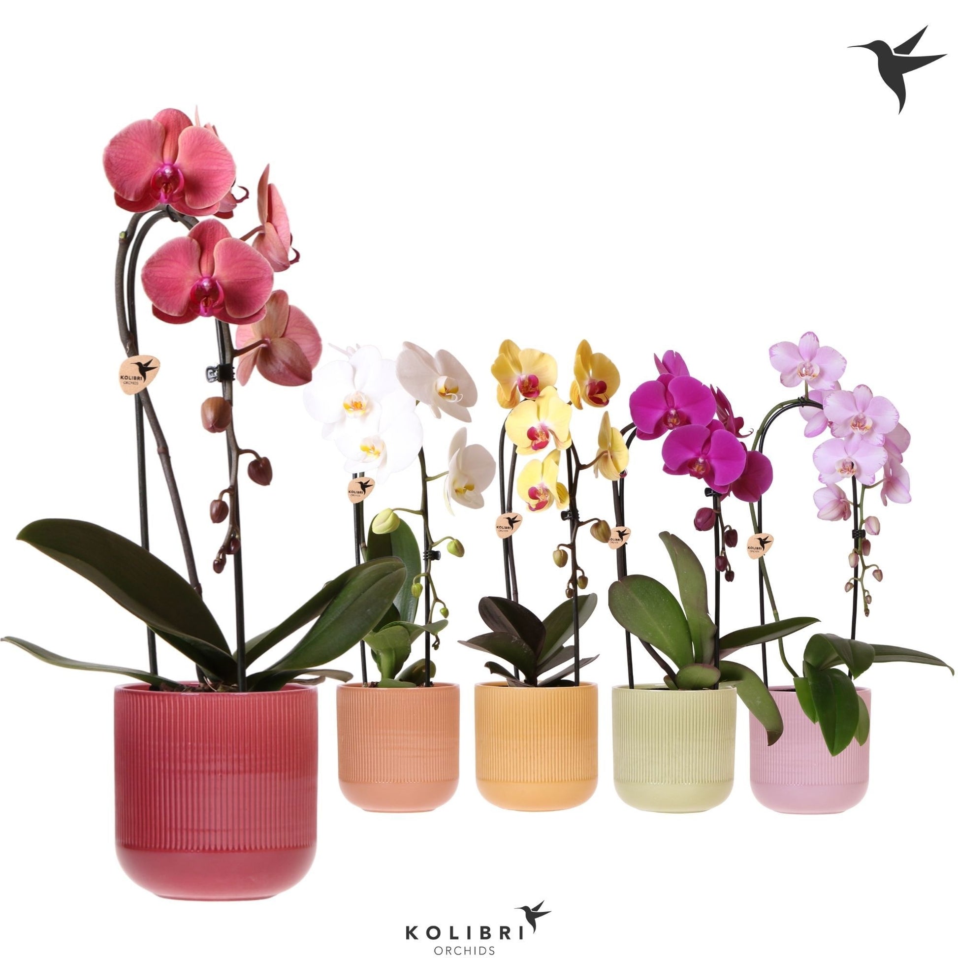 OK Plant Phalaenopsis Elegant cascade Pack of 6