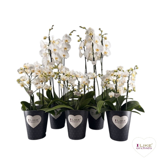 Phalaenopsis white 70cm 17cm Pot