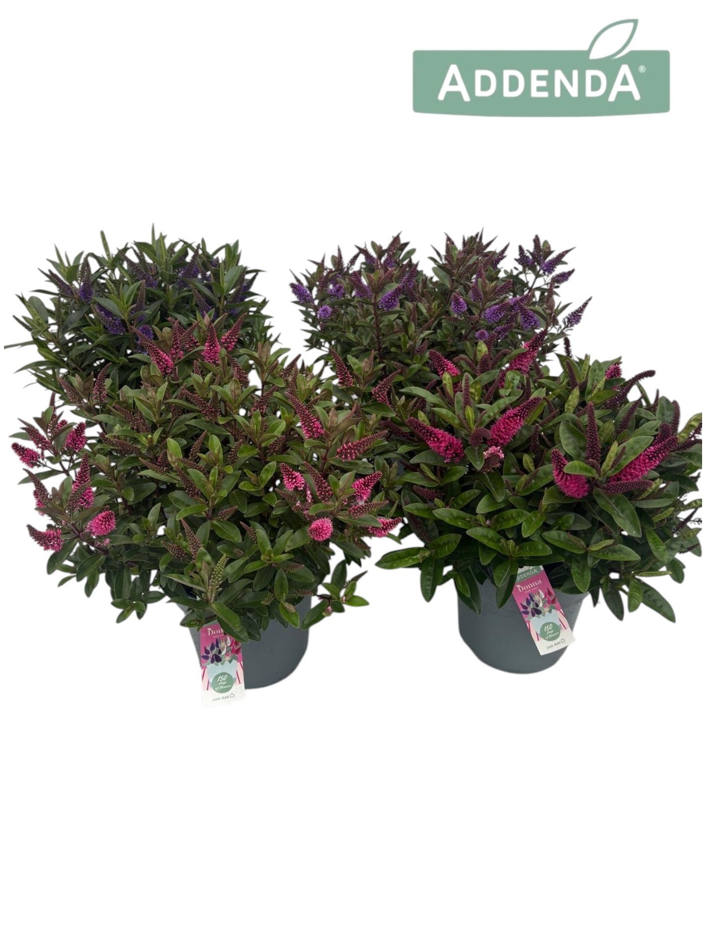 Hebe Celebration 40cm 21cm Pot