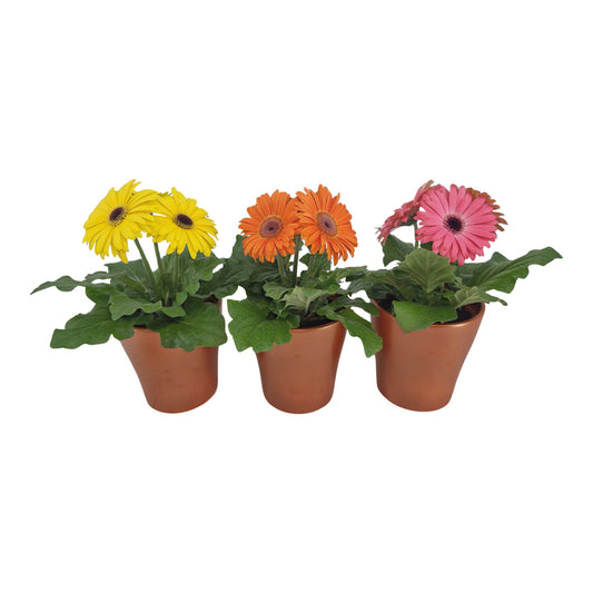 Gerbera 20cm 12cm Pot