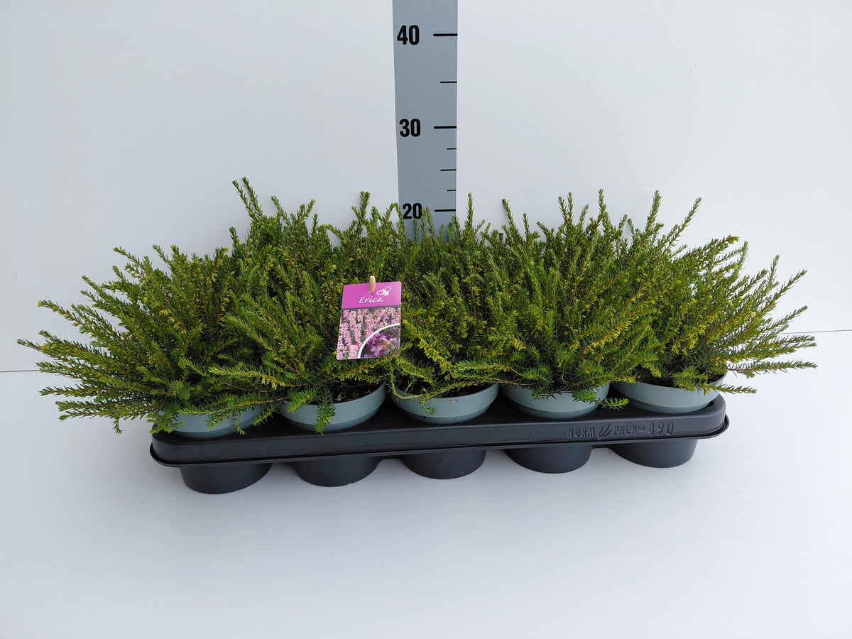 Erica Darley Dale 20cm 12cm Pot