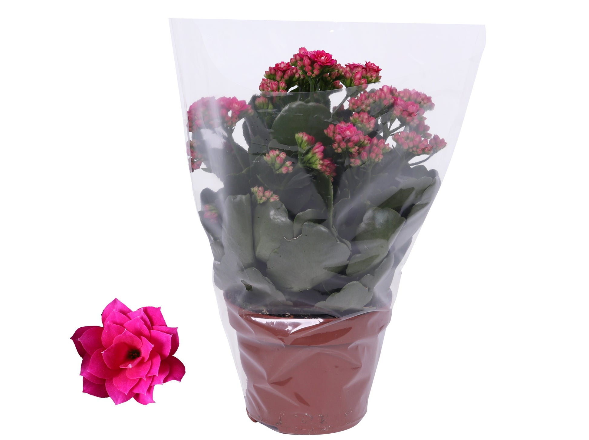 Kalanchoe Rosalina Don Victorio 27cm 12cm Pot