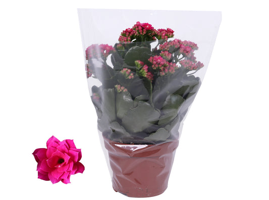 Kalanchoe Rosalina Don Victorio 27cm 12cm Pot