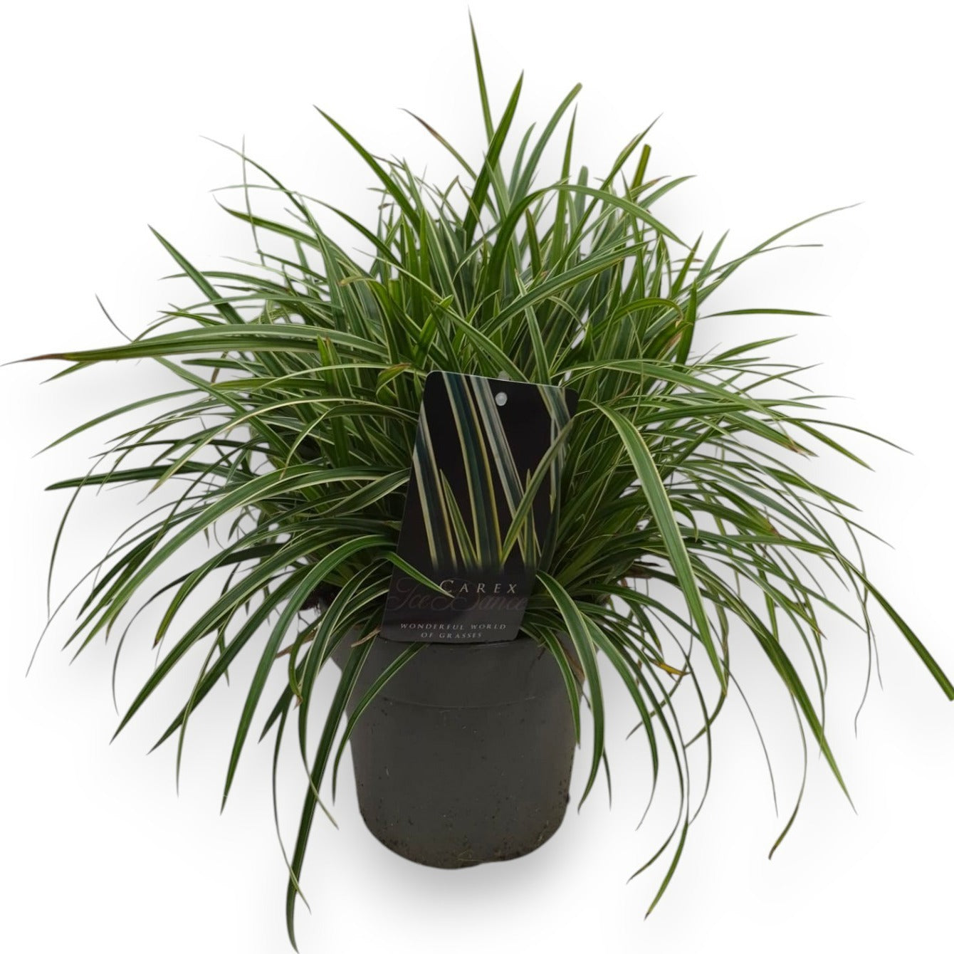 Carex morrowii Ice Dance 35cm 19cm Pot