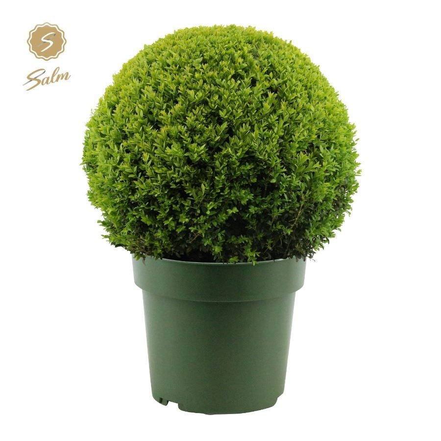 Buxus sempervirens ball Ø 50 70cm 33cm Pot