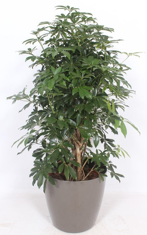 Schefflera Compacta 140cm 42cm Pot