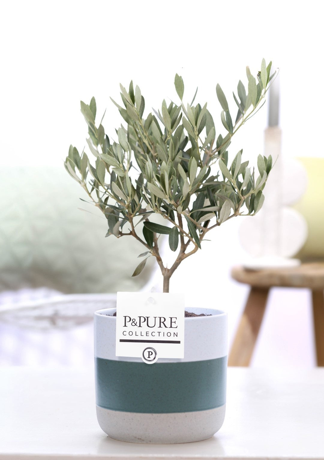 Pure Collection Olea europaea Pack of 5