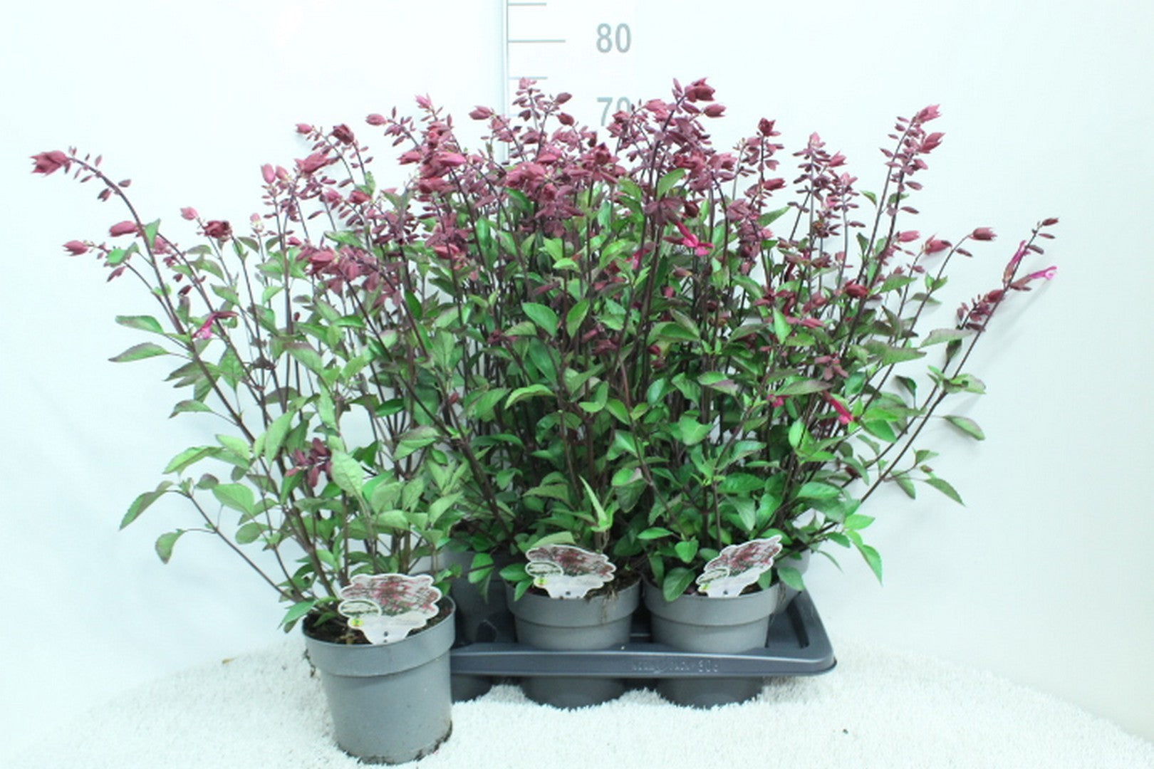 Salvia officinalis 70cm 17cm Pot