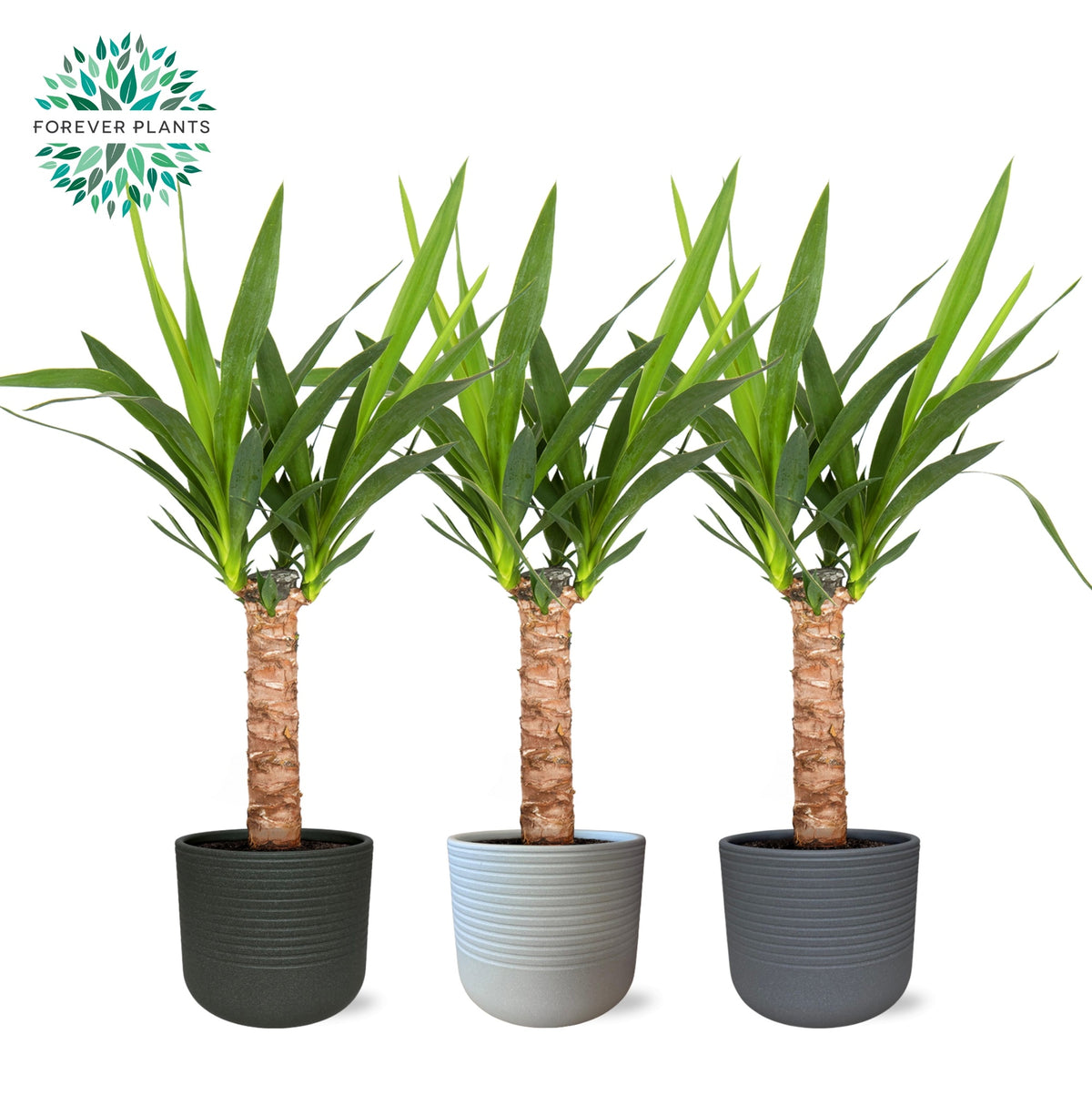 Yucca elephantipes 60cm 14cm Pot