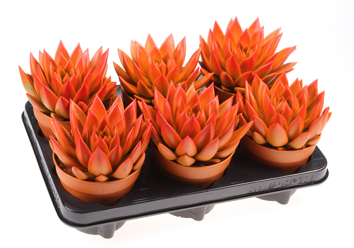 Rainbow bicolor orange + red point 15cm 12cm Pot