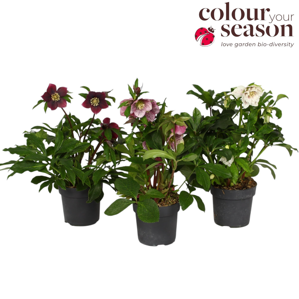 Helleborus orientalis 55cm 15cm Pot