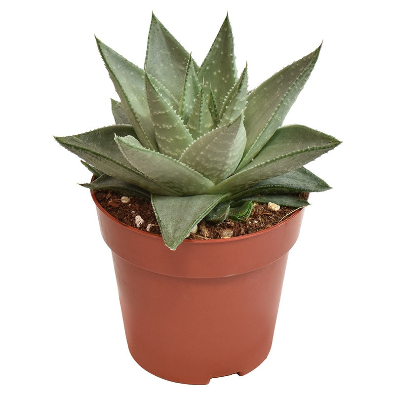 Haworthia Savanna 12cm Special Pot (508)