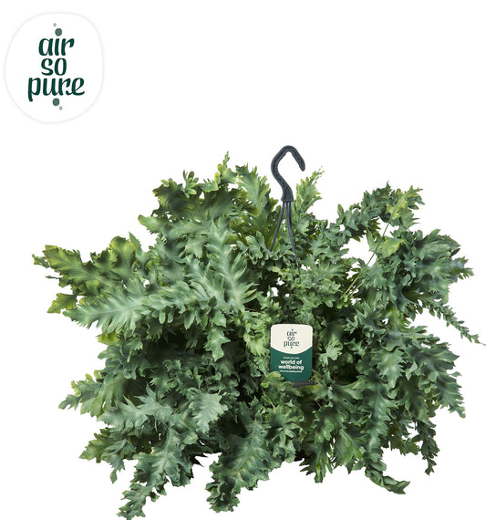 Phlebodium Davana hangpot 40cm 20cm Pot