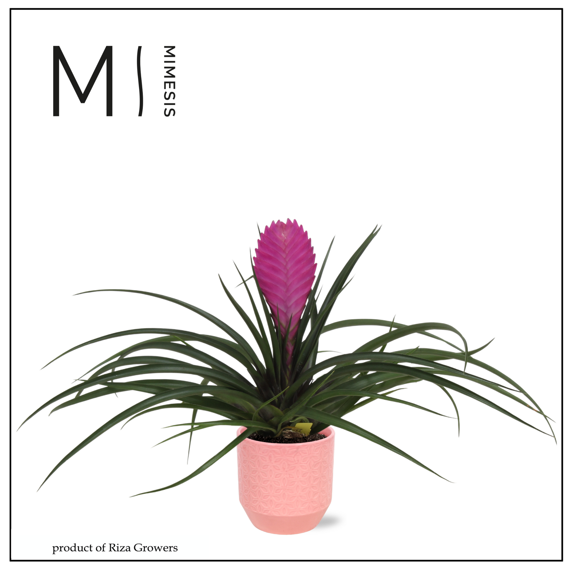 Tillandsia Vincent 45cm 12cm Pot