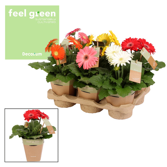 Gerbera mix 20cm 12cm Pot